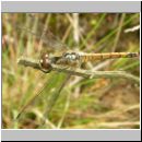 Sympetrum danae - Schwarze Heidelibelle w01.jpg
